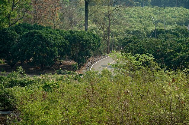 Un camino curvo en un bosque