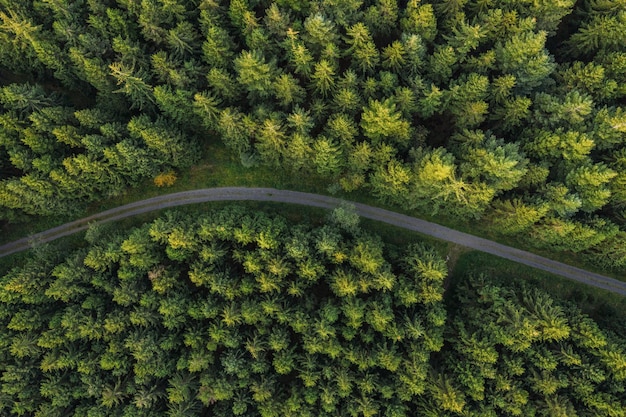 Camino curvo en la vista del bosque desde un dron