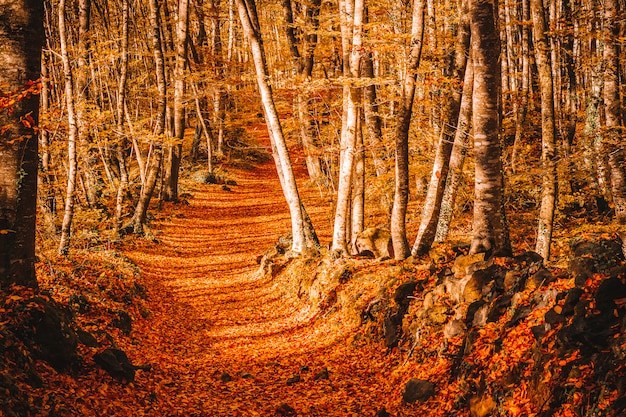 Camino dentro de un bosque en otoño