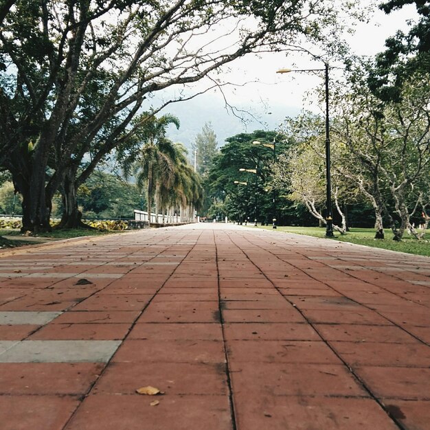 Camino desaparecido entre los árboles en el parque