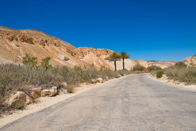 Camino en el desierto de Negev con dos palmeras Israel