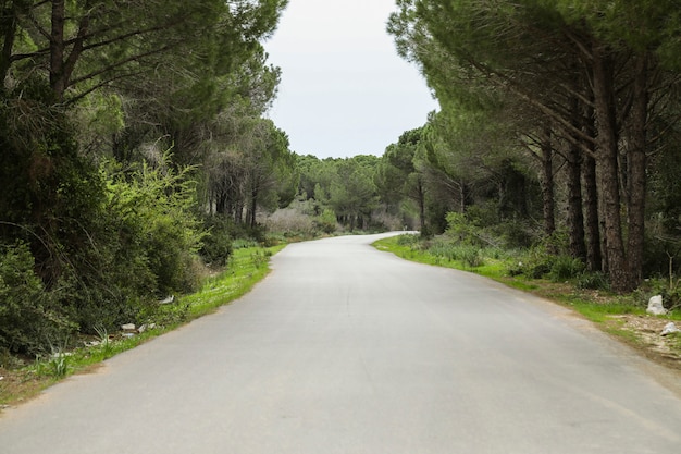 Camino del desierto pasando por el bosque