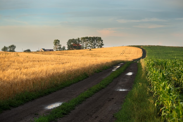 Camino entre dos campos