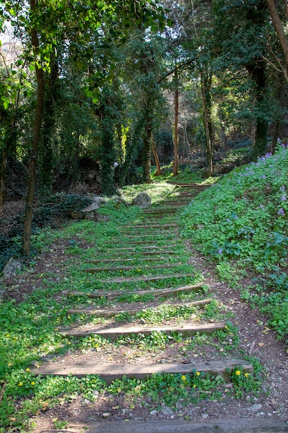 Camino con escaleras en el bosque