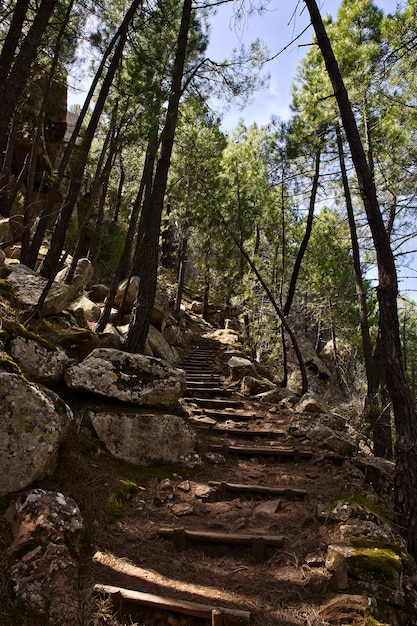 Camino con escaleras en medio de un pinar