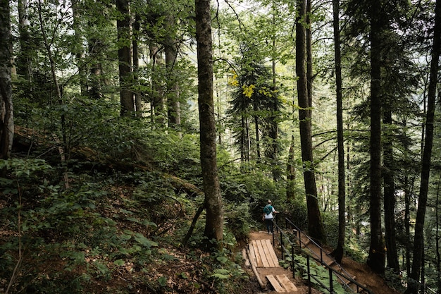 Camino escénico con escaleras de madera en bosque verde