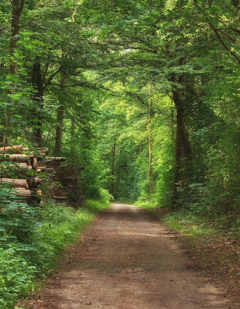 Camino escénico rodeado de exuberantes árboles verdes y vegetación en la naturaleza en un bosque danés en primavera Parque aislado y remoto para caminatas de aventura y diversión Sendero vacío en un bosque durante el verano