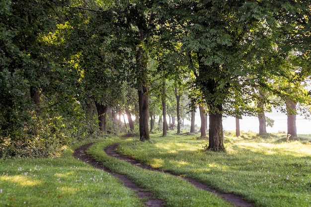 El camino está en el bosque cerca del río. Mañana de verano en el bosque