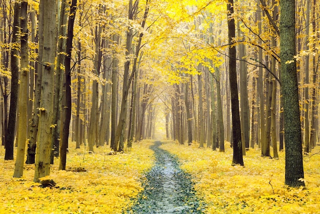 Un camino está en el bosque de otoño.