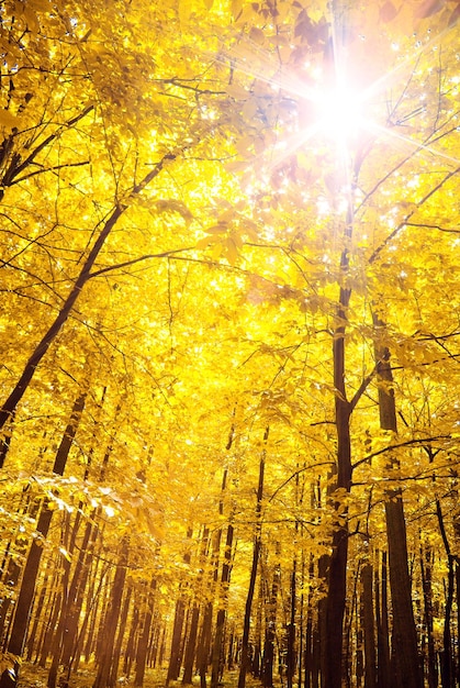 Un camino está en el bosque de otoño.