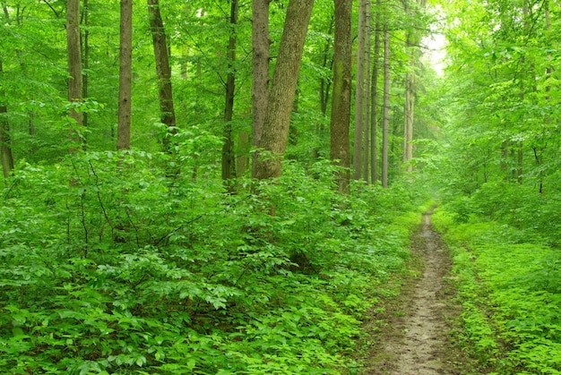 Un camino está en el bosque verde.