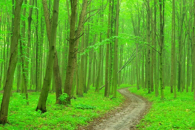 Un camino está en el bosque verde.