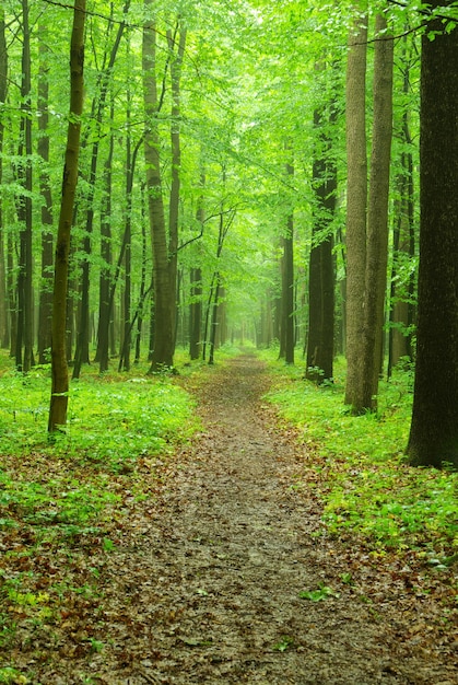 Un camino está en el bosque verde.