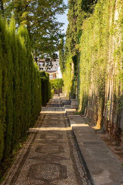 Camino estrecho de árboles verdes en los jardines de la Alhambra