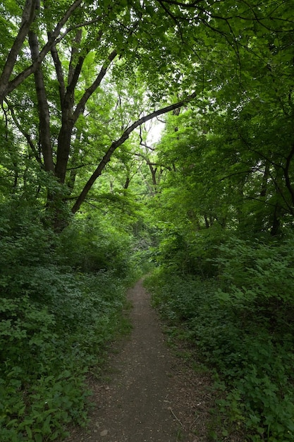 Camino estrecho en un denso bosque verde de verano