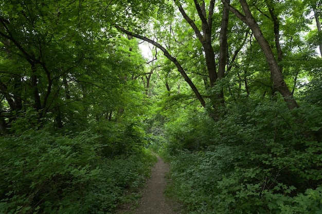 Camino estrecho en un denso bosque verde de verano
