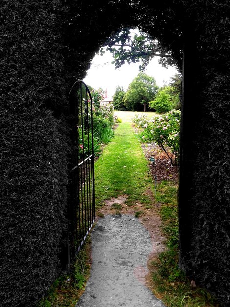 Foto camino estrecho a lo largo de los árboles en el jardín