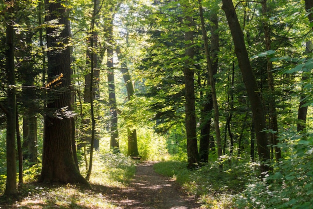 Camino estrecho entre muchos árboles en medio del bosque