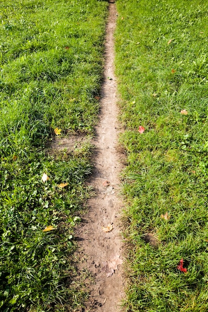 Un camino estrecho que había sido pisoteado en un campo de plantas verdes.
