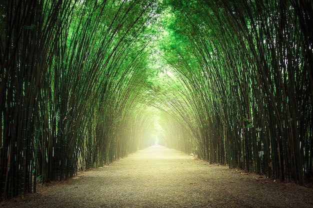 El camino flanqueado por dos lados sin bosque de bambú.