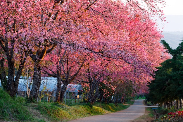 Camino de la flor de cerezo en Khun Wang ChiangMai, Tailandia.