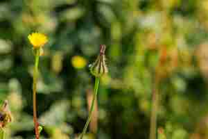 Foto camino de flores silvestres de cerca fotografía macro