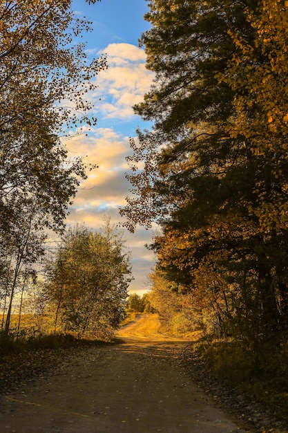 Camino forestal con árboles en otoño al amanecer o al atardecer