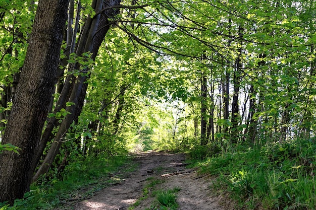 Camino forestal entre árboles verdes en un día soleado