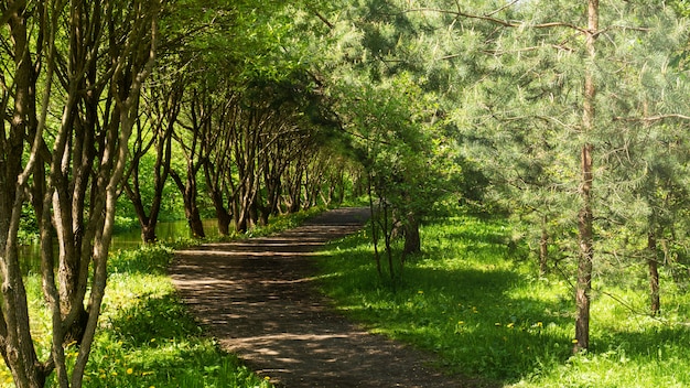 Camino forestal entre los árboles