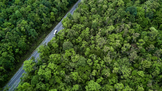 Camino forestal atravesando el bosque