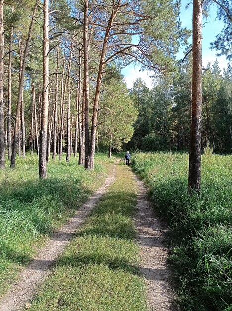 Foto camino forestal caminar en el bosque en la naturaleza relajación belleza paz