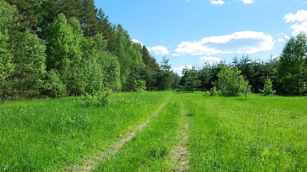 Camino forestal con un claro verde en un día de verano