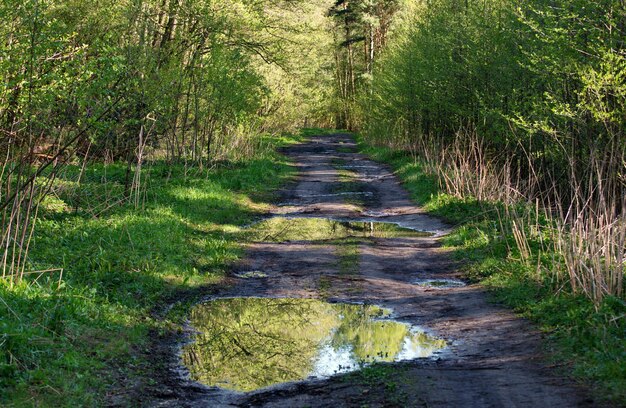 Foto camino forestal después de la lluvia en una mañana soleada de mayo región de moscú rusia