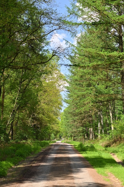 Camino forestal en un día soleado de verano