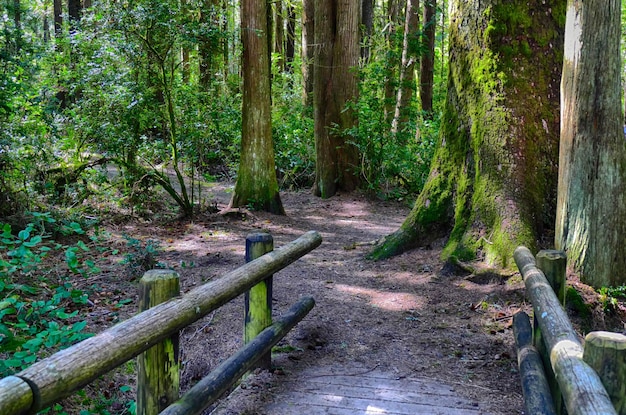 Foto camino forestal florencia o costa