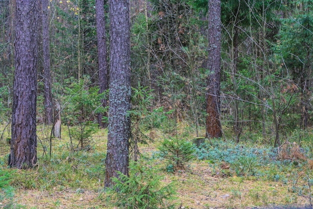 Camino forestal con hojas y árboles.