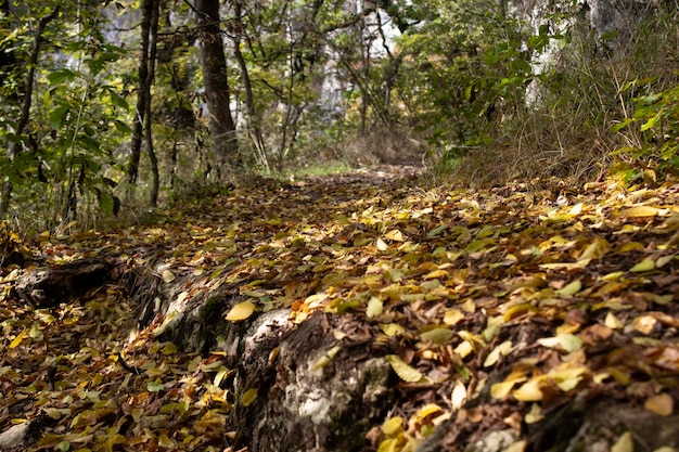 Camino forestal y hojas de otoño