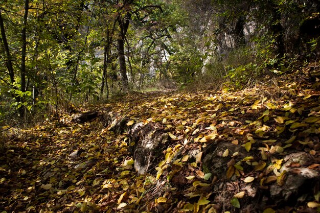 Camino forestal y hojas de otoño