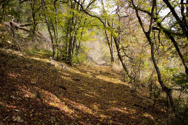 Camino forestal y hojas de otoño