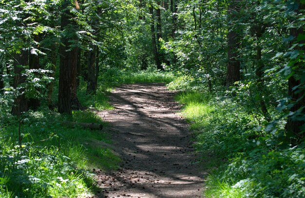 Camino forestal en una mañana soleada de junio región de Moscú Rusia