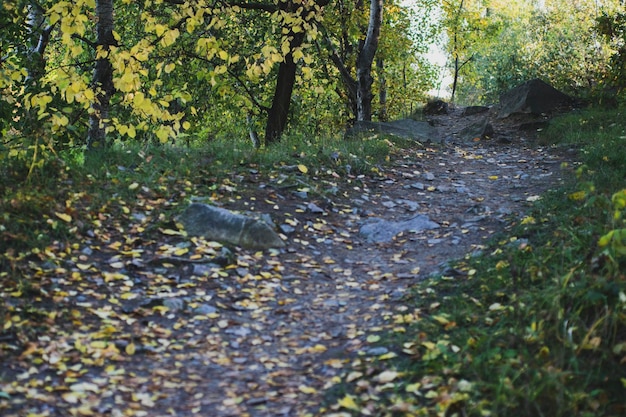 Camino forestal de otoño y árbol con fondo borroso