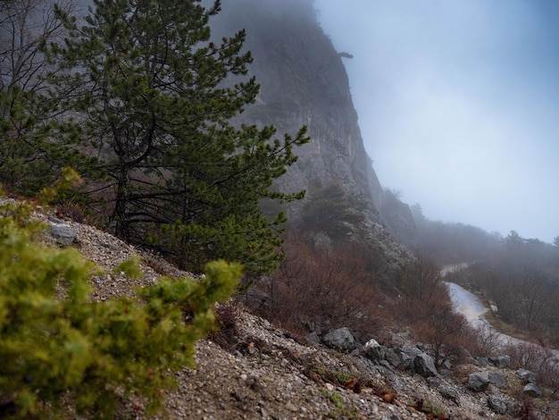 El camino forestal de otoño de la mañana en la niebla