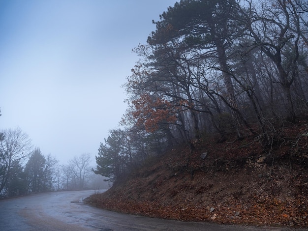 El camino forestal de otoño de la mañana en la niebla