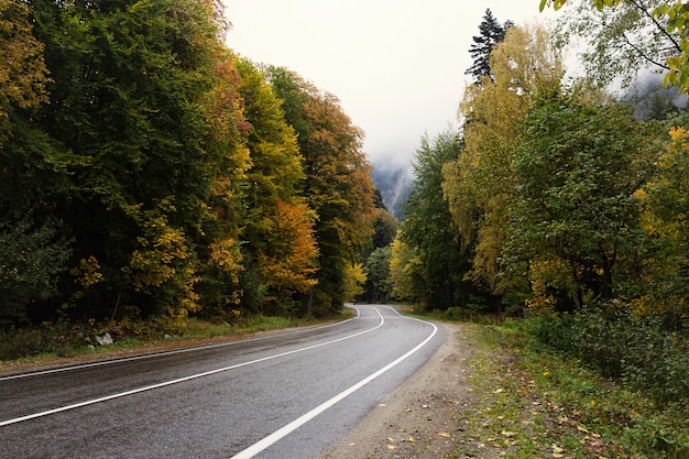 Camino forestal de otoño en las montañas