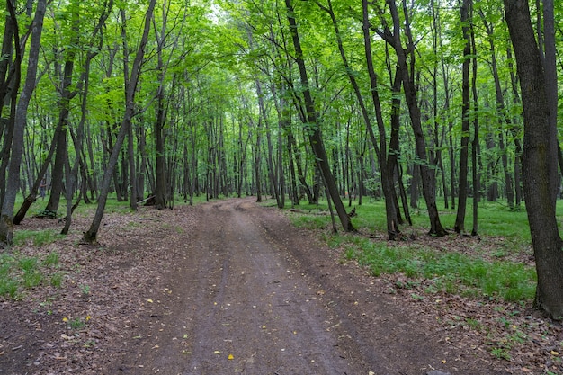 Camino forestal. Samarskaya Luka. Rusia.