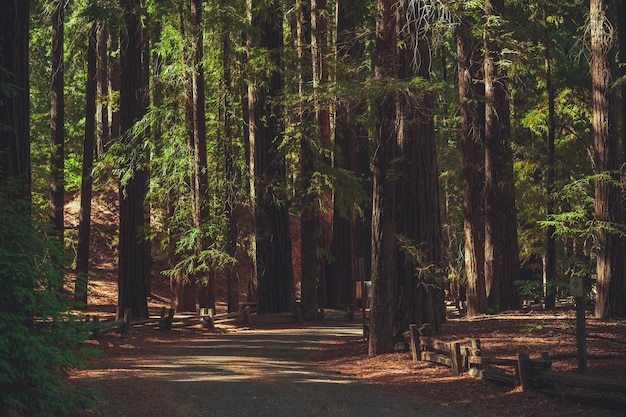 Camino forestal de secuoyas de California