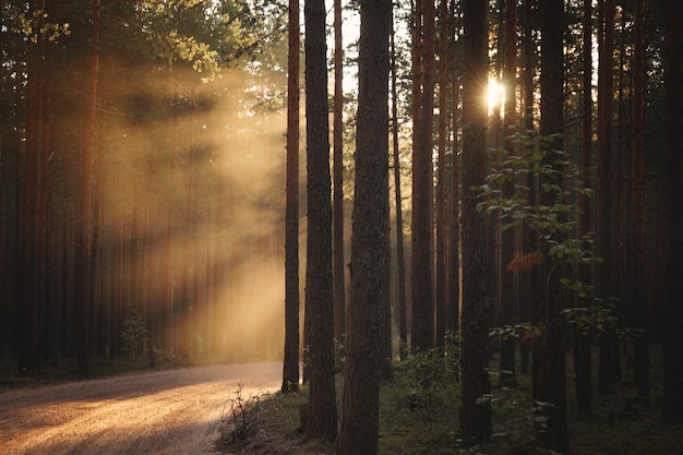 Un camino forestal sinuoso, iluminado por los rayos del sol poniente a la derecha.