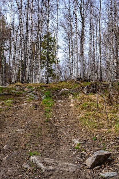 Camino forestal del sur de los Urales con una vegetación paisajística única y diversidad de la naturaleza