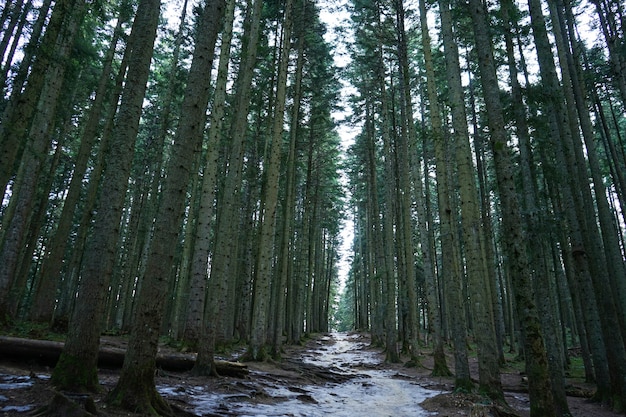 Camino forestal a través de árboles