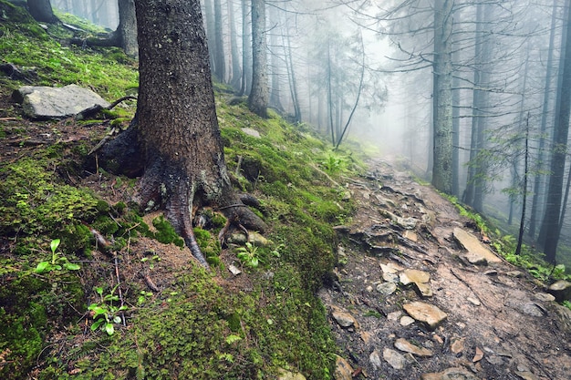 Camino forestal a través de la niebla ligera del bosque pesado y la línea de helechos